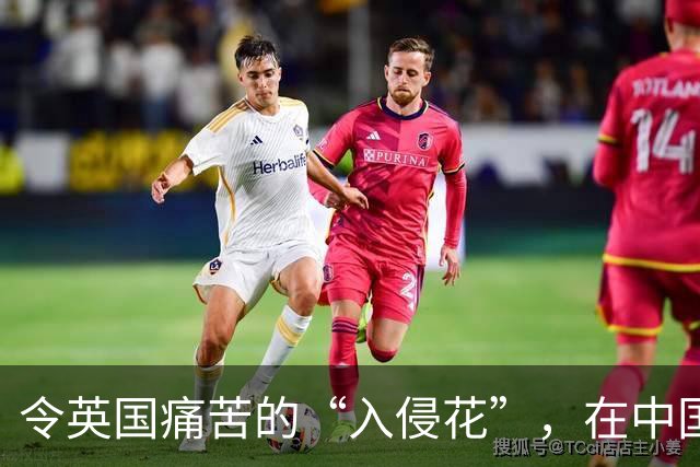 令英国痛苦的“入侵花”，在中国沦为咸菜，吃到人工种植成笑谈